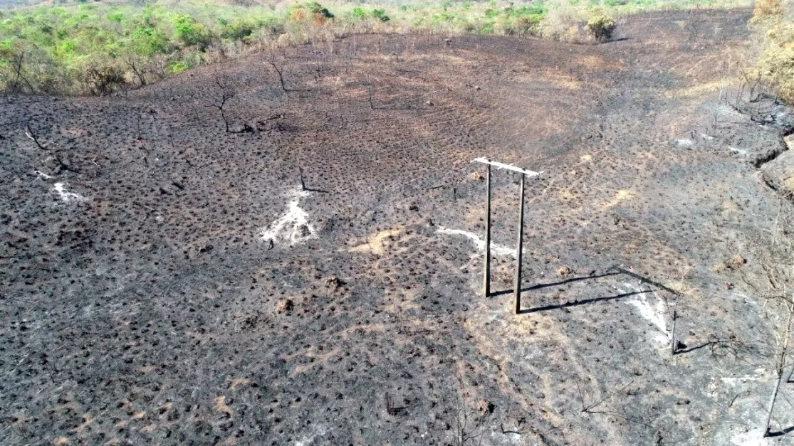 Cenário de mata destruída pelo fogo