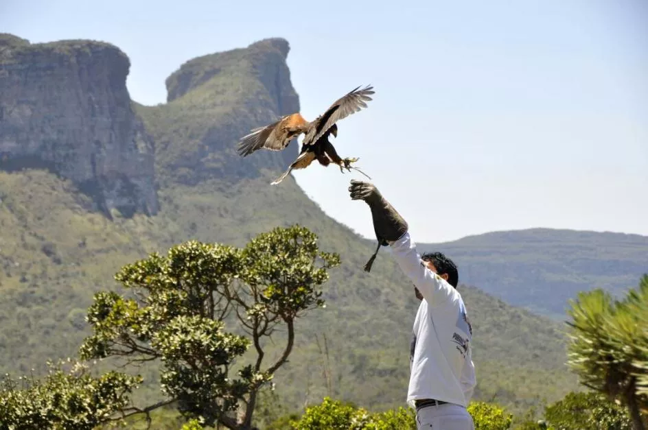 Um falcão pousa na mão de Percílio