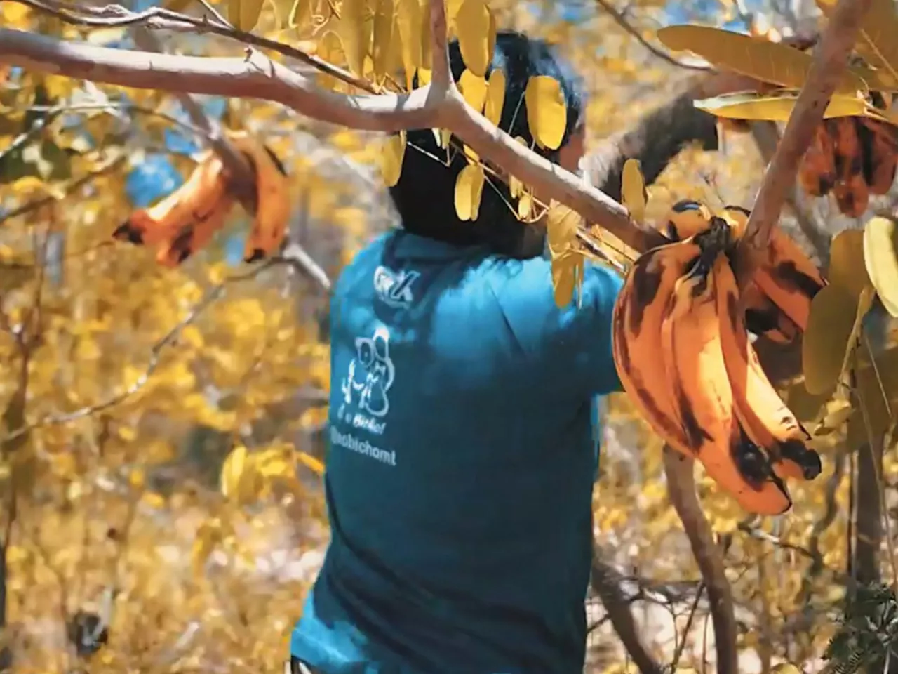 Energisa atua no resgate de animais afetados pelas queimadas no Pantanal