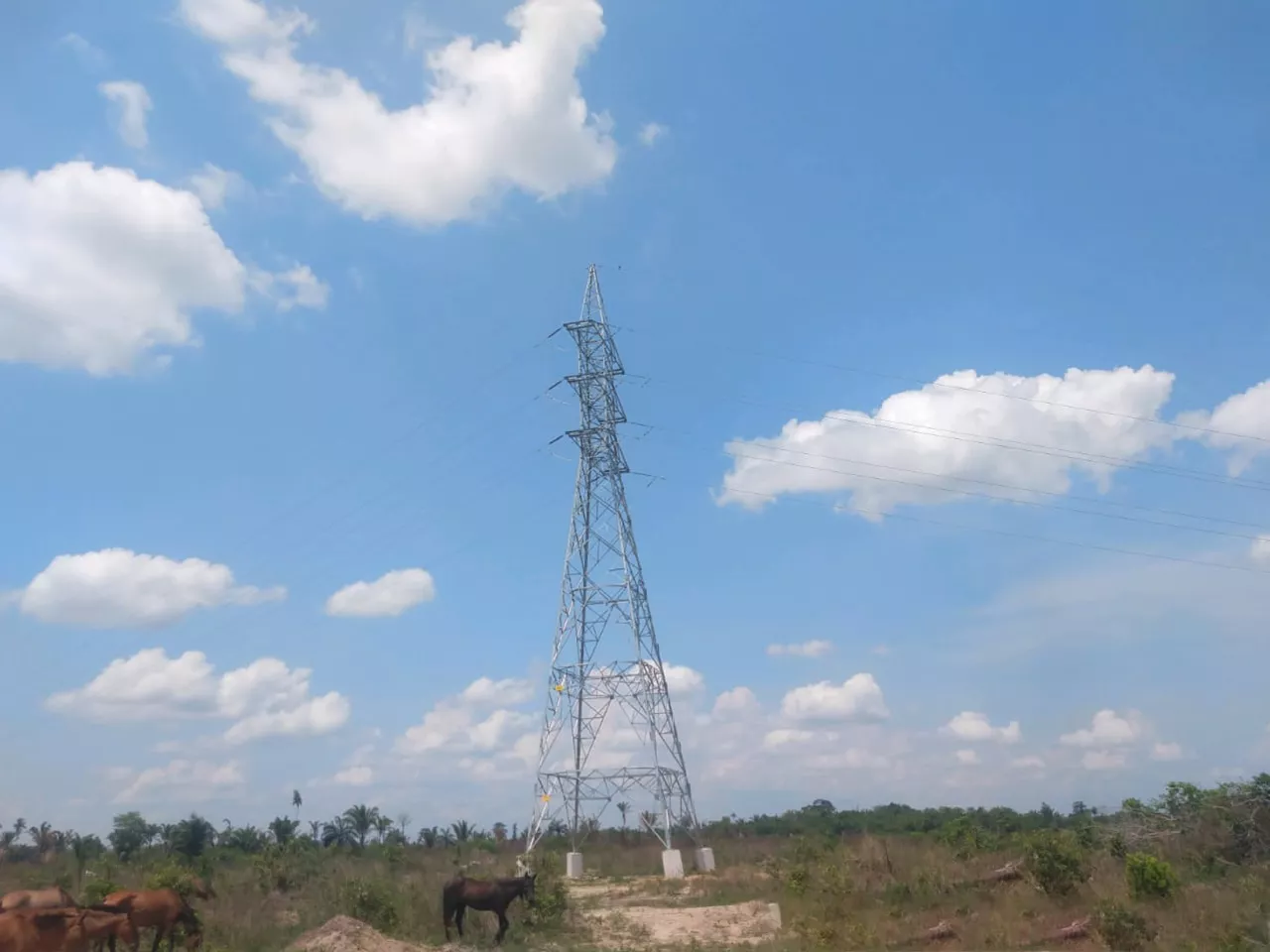 Respeito ao meio ambiente: conheça as medidas de preservação ambiental adotadas pela Energisa