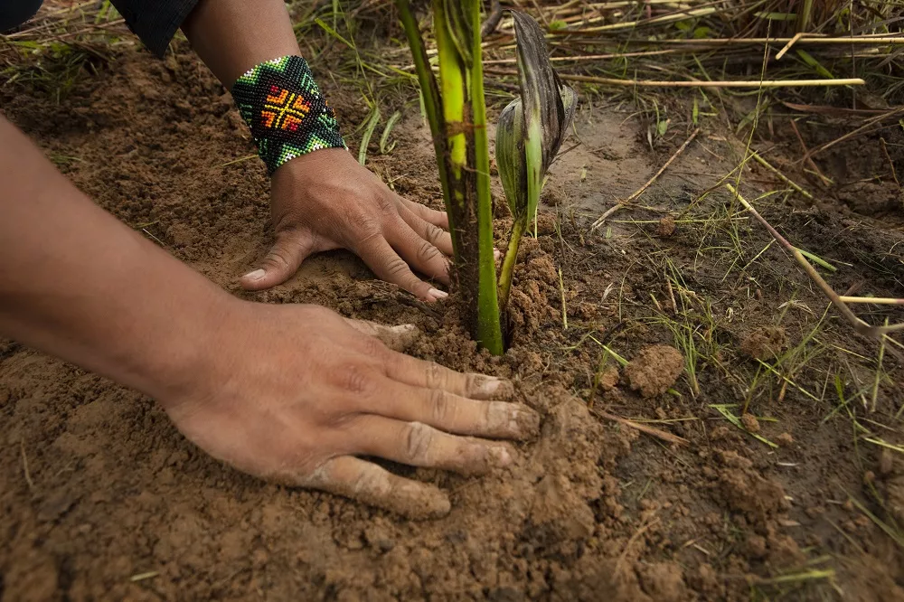 Uma aliança para reflorestar a Amazônia