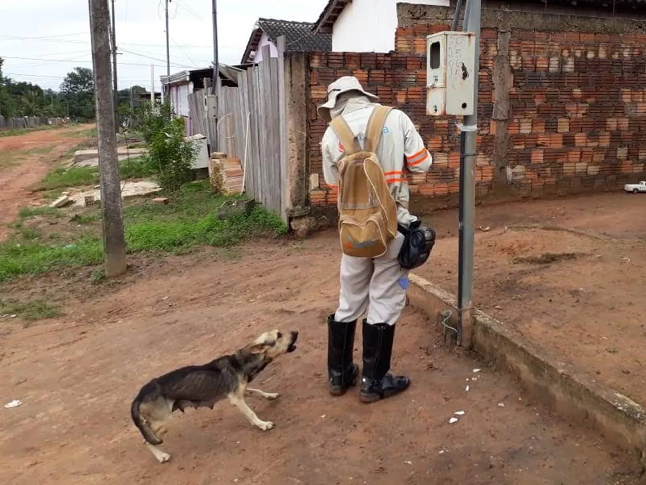 Energisa registra 1.300 alertas contra ataques de cães em Mato Grosso em um mês