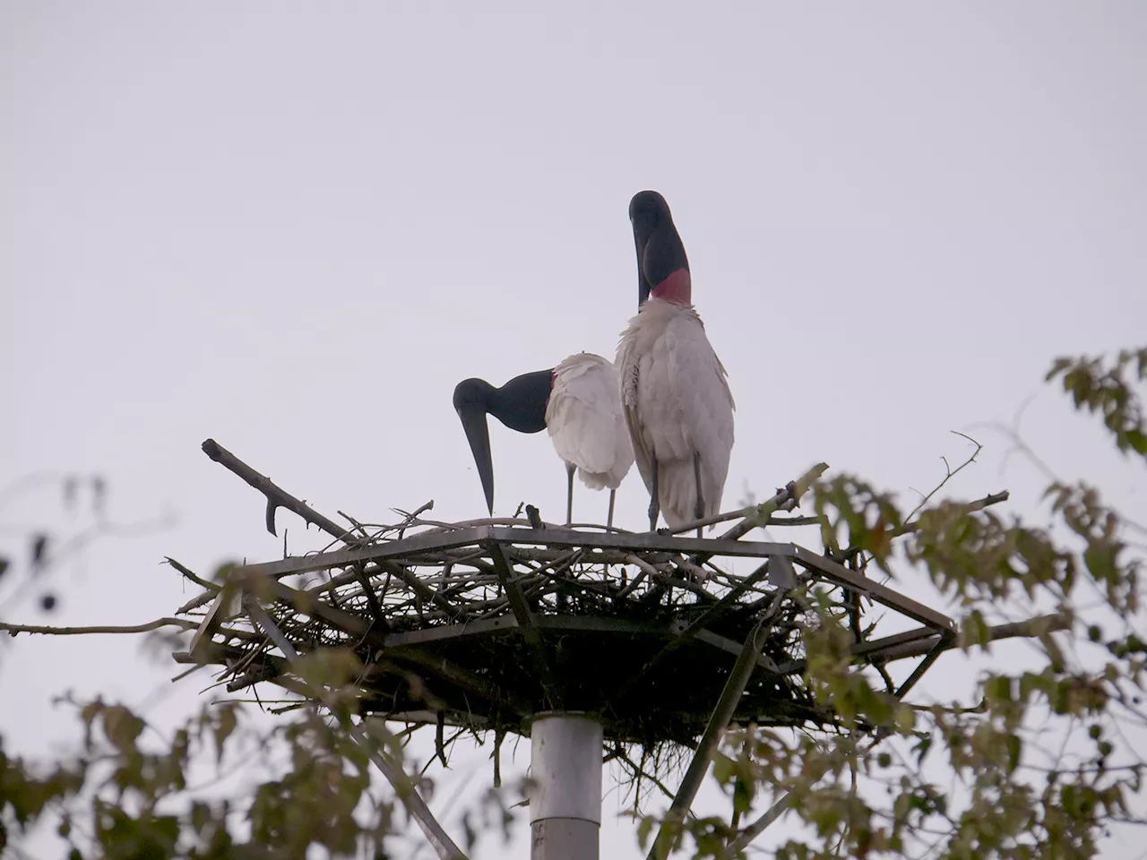 Símbolo do Pantanal, tuiuiús voltam a ninho artificial